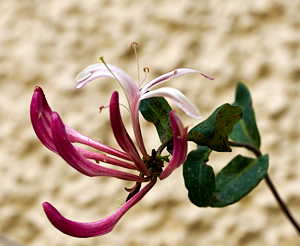 Honeysuckle flower
