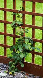 Leaping Salmon climbing rose growing up trellis