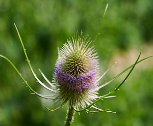 Teasel starting to flower