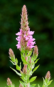 Purple loosestrife flowering