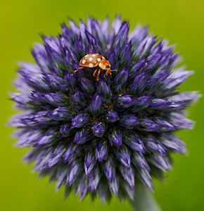 Cream spotted ladybird on Globe Thistle