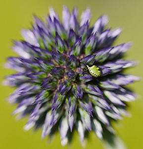 Green shield bug on Globe Thistle