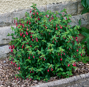 Fuschia in flower