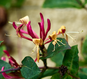 Honeysuckle flower