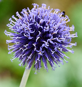 Globe thistle flower head