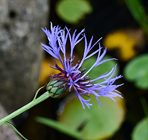 Blue flower head