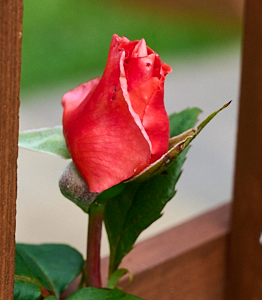 Leaping Salmon rose bud about to open