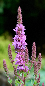Flowering purplr loosestriffe