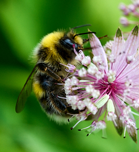 Close up of bee feeding on plant