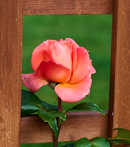 Leaping Salmon rose in bloom