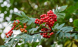 Ripening Rowan berries