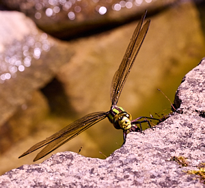 Female Southern Hawker ovipositing