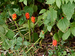 Fruiting Lords and Ladies