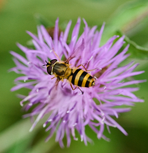 Insect on purple flower