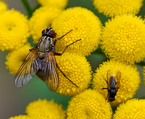 Flies on yellow flowers
