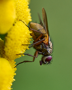 Fly on yellow flowers
