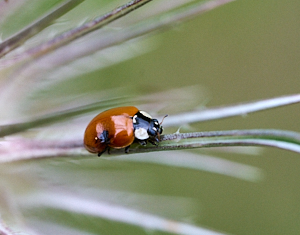 2 spot ladybird on teasel