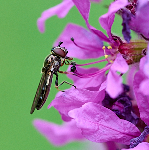 Fly on Purple Loosestriffe