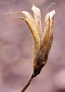 Empty aqualegia seed pod