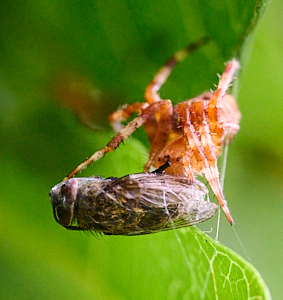 Spider wrapping fly up