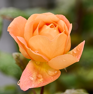 Lady Emma Hamilton in flower