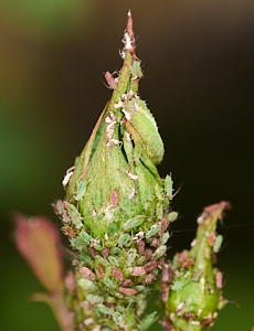Aphids on roses