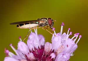Hoverfly on flower