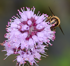 Hoverfly on flower