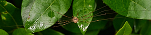 Possible huntsman spider