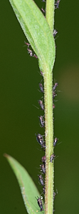 Aphids on plant stem
