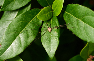 Very long legged spider