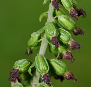 Close up of Broad Leaved Heliborine