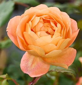 Lady Emma Hamilton Rose