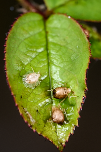 Aphids on rose leaf