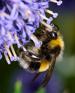 Bee on Globe Thistle