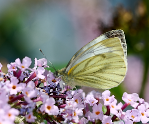 White butterfly on Buddleia