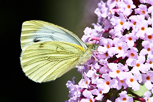 White butterfly on Buddleia