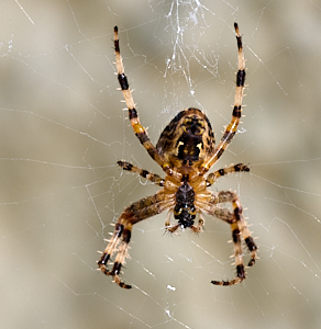Orb weaver spider