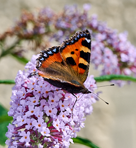 Small tortoishell butterfly on Buddleia