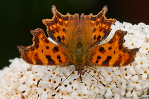 Comma butterfly on Buddleia