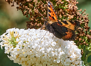 Small tortoishell butterfly on Buddleia