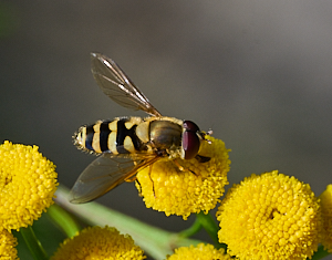 Hoverfly on yellow flower