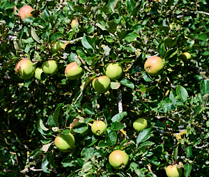 Green apples on tree