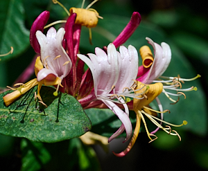 Close up of honeysuckle flower