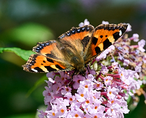 Small tortosieshell butterfly on buddleia