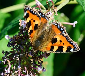 Small tortosieshell butterfly on buddleia
