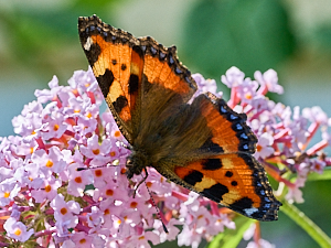 Small tortosieshell butterfly on buddleia