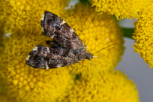 Small day flying moth on yellow flower