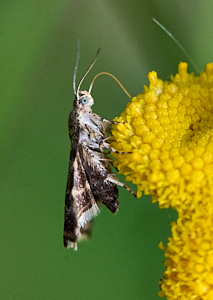 Small day flying moth on yellow flower