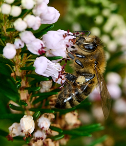 Insect feeding on heather